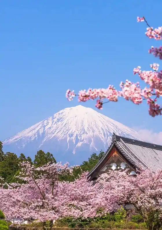Mt. Fuji